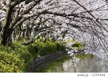 名城公園の桜並木