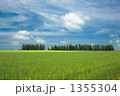 北海道美瑛のマイルドセブンの丘