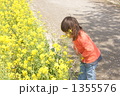 菜の花と少女