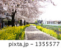 桜と菜の花の咲く道