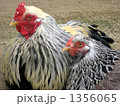 仲良く鳥さん