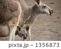 1356873