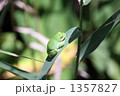 カエル