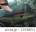 1358651