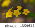ヤマブキ