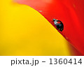 チューリップとてんとう虫 チューリップとてんとう虫