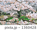 桜1 桜1