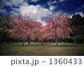 桜3 桜3