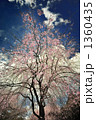 桜4 桜4
