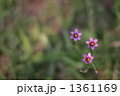 Sisyrinchium atlanticum