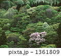 山桜と春紅葉萌える里山