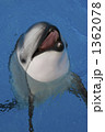 1362078