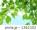 新緑の葉