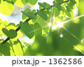 新緑の葉