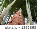 筍
