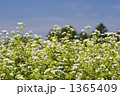 そばの花と青空