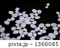 浮く花びら