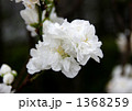 桜01 八重桜白　シロタエ