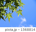 もみじの若葉