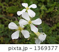 大根の花