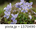 タチツボスミレの花