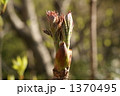 タラの芽