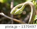 わらび