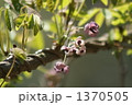 アケビの花