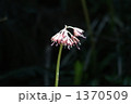 ショウジョウバカマの花