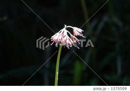 「ショウジョウバカマの花」の写真素材