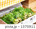 山菜せり