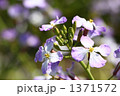 ダイコンの花