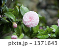 乙女椿