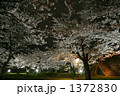 岩手公園の夜桜