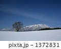 冬の小岩井農場の一本桜と岩手山