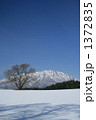 冬の小岩井農場の一本桜と岩手山