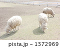 羊たち
