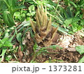 裏山を散歩しているときに見つけた筍