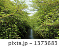 初夏の目黒川