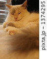 フサフサしっぽの猫