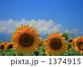 明野の向日葵
