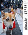 祭り犬