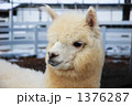 アルパカ