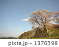 又兵衛桜