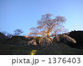 又兵衛桜