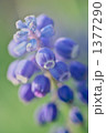 1377290