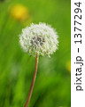 1377294