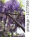 藤の花