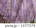 藤の花