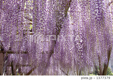 藤の花 藤の花